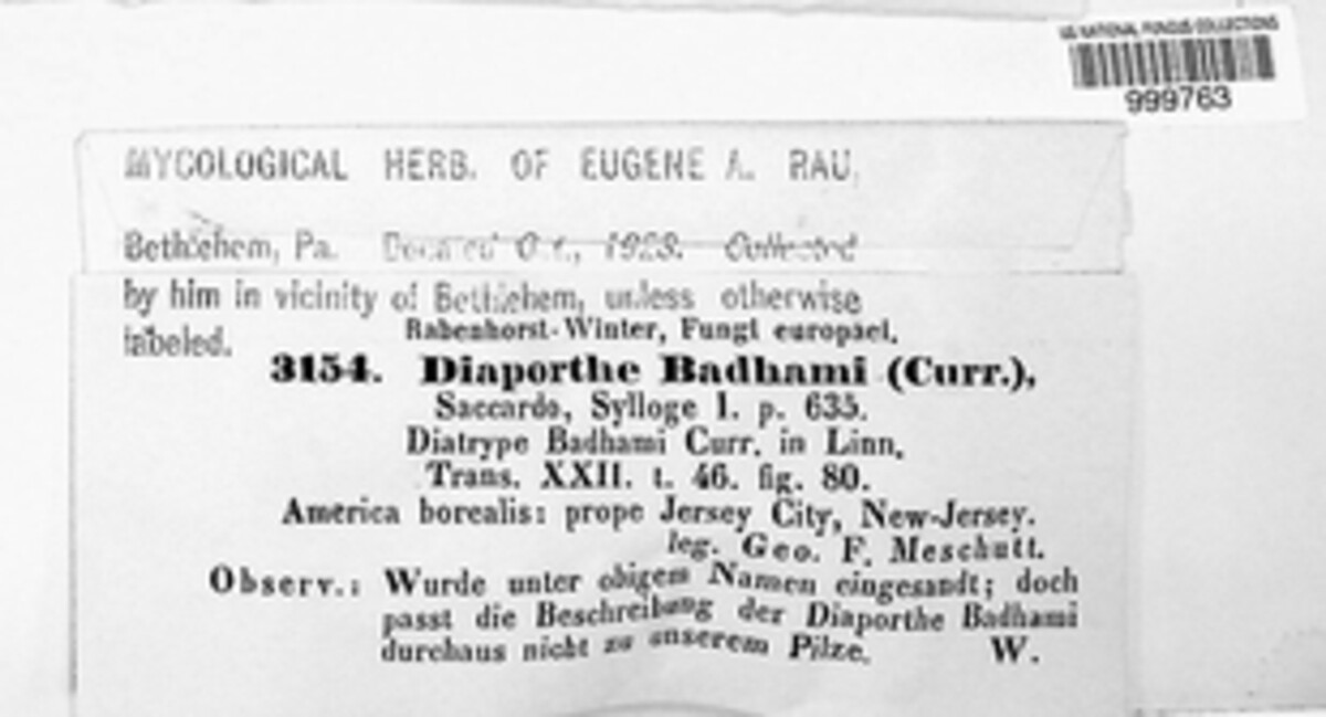 Diaporthe badhami image